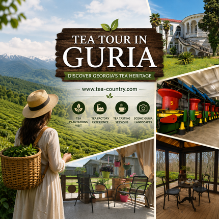 Tea Tours in Guria | ჩაის ტური გურიაში | Чайные туры в Гурии | Teetouren in Guria | Circuits de thé en Gourie | Rutas del té en Guria | Guriyada Çay Turları | Թեյի շրջագայություններ Գուրիայում | Περιηγήσεις με τσάι, Γκούρια |