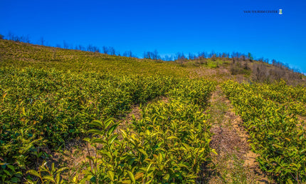 Fereta tea tour - Tea Country