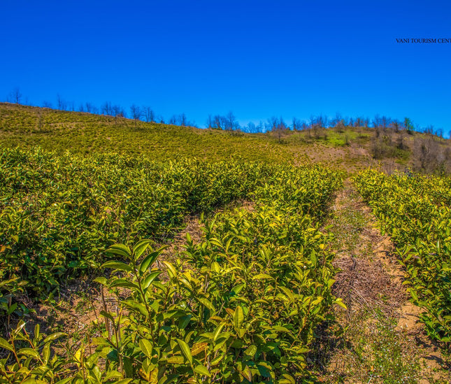 Fereta tea tour - Tea Country
