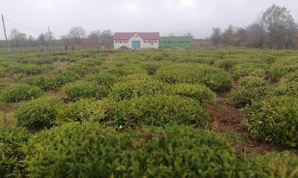 Velvet Tea Cultural Tour