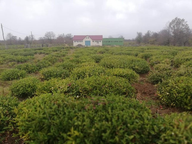 Velvet Tea Cultural Tour