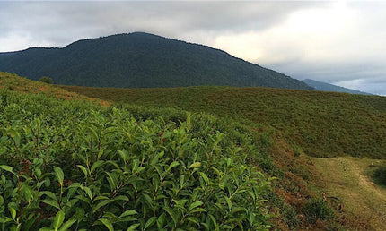 Margalona Tea Cultural Tour