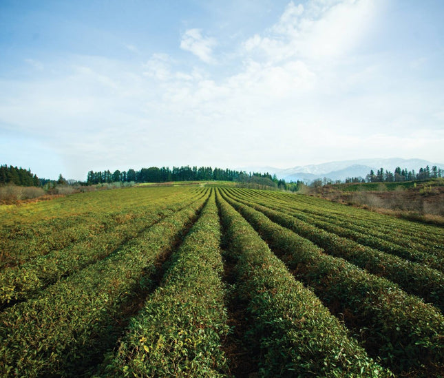 Anaseuli Tea Cultural Tour
