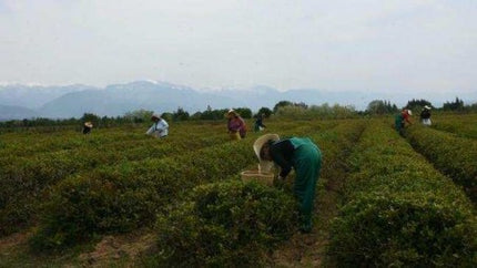 Lazi Tea Cultural Tour