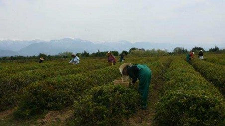 Lazi Tea Cultural Tour