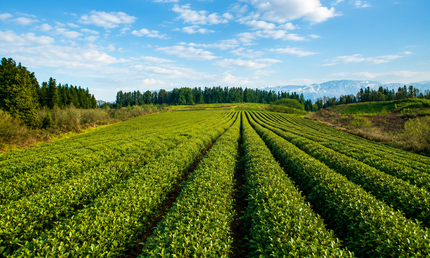 Tea Tour in Anaseuli | Anaseuli tea factory tour | Georgian tea | Tea tour in Georgia | Tea in Ozurgeti | Gurian tea | Tea Country | Tea Tour Online Booking | Vacation in Georgia | Georgian Insider | Green field Tea | Organic Tea | Anaseuli | Taba Tea Estate | Tours in Guria | What to Do in Georgia | Things to Do in Guria | Travel in Georgia | Places to Taste Tea | Tea Tasting in Ozurgeti | Gurian Tours | Ozurgeti tea | Where to Go for Tea | Tea Plantation | Tea Cultural Route in Georgia | European tea
