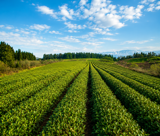 Tea Tour in Anaseuli | Anaseuli tea factory tour | Georgian tea | Tea tour in Georgia | Tea in Ozurgeti | Gurian tea | Tea Country | Tea Tour Online Booking | Vacation in Georgia | Georgian Insider | Green field Tea | Organic Tea | Anaseuli | Taba Tea Estate | Tours in Guria | What to Do in Georgia | Things to Do in Guria | Travel in Georgia | Places to Taste Tea | Tea Tasting in Ozurgeti | Gurian Tours | Ozurgeti tea | Where to Go for Tea | Tea Plantation | Tea Cultural Route in Georgia | European tea