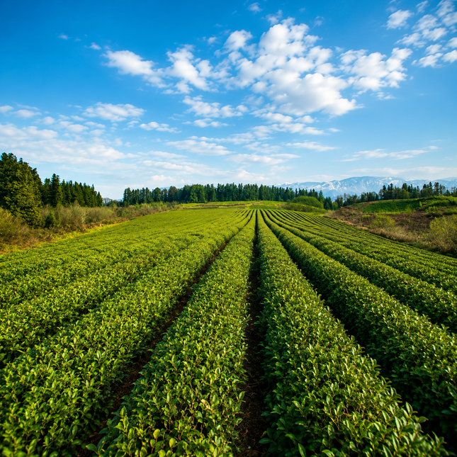 Tea Tour in Anaseuli | Anaseuli tea factory tour | Georgian tea | Tea tour in Georgia | Tea in Ozurgeti | Gurian tea | Tea Country | Tea Tour Online Booking | Vacation in Georgia | Georgian Insider | Green field Tea | Organic Tea | Anaseuli | Taba Tea Estate | Tours in Guria | What to Do in Georgia | Things to Do in Guria | Travel in Georgia | Places to Taste Tea | Tea Tasting in Ozurgeti | Gurian Tours | Ozurgeti tea | Where to Go for Tea | Tea Plantation | Tea Cultural Route in Georgia | European tea