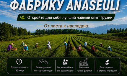 чайную фабрику Анасеули | Чайный тур в Анасеули | Экскурсия на чайную фабрику Анасеули | Грузинский чай | Чайный тур по Грузии | Чай в Озургети | Гурийский чай | Чайный край | Онлайн-бронирование чайных туров | Отдых в Грузии | Грузинский инсайдер | Зеленый чай | Органический чай | Анасеули | Чайная плантация Таба | Туры по Гурии | Чем заняться в Грузии | Чем заняться в Гурии | Путешествия по Грузии | Места, где можно попробовать чай | Дегустация чая в Озургети | Туры по Гурии | Чайная компания Озургети |