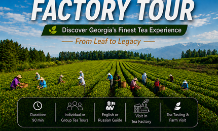 Anaseuli tea factory tour | Tea Tour in Anaseuli | Anaseuli tea factory tour | Tea tour in Georgia | Tea in Ozurgeti | Gurian tea | Tea Country | Tea Tour Online Booking | Vacation in Georgia | Georgian Insider | Green field Tea | Organic Tea | Anaseuli | Taba Tea Estate | Tours in Guria | What to Do in Georgia | Things to Do in Guria | Travel in Georgia | Places to Taste Tea | Tea Tasting in Ozurgeti | Gurian Tours | Ozurgeti tea | Where to Go for Tea | Tea Plantation | Tea Cultural Route in Georgia |