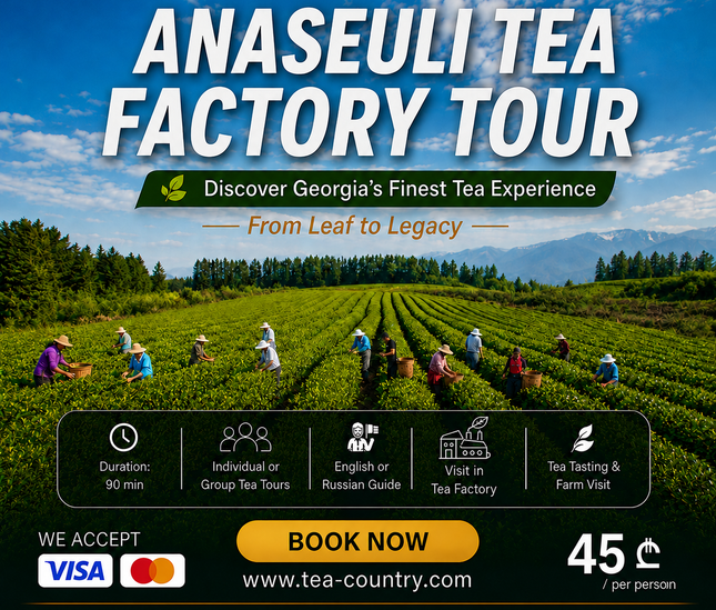 Anaseuli tea factory tour | Tea Tour in Anaseuli | Anaseuli tea factory tour | Tea tour in Georgia | Tea in Ozurgeti | Gurian tea | Tea Country | Tea Tour Online Booking | Vacation in Georgia | Georgian Insider | Green field Tea | Organic Tea | Anaseuli | Taba Tea Estate | Tours in Guria | What to Do in Georgia | Things to Do in Guria | Travel in Georgia | Places to Taste Tea | Tea Tasting in Ozurgeti | Gurian Tours | Ozurgeti tea | Where to Go for Tea | Tea Plantation | Tea Cultural Route in Georgia |
