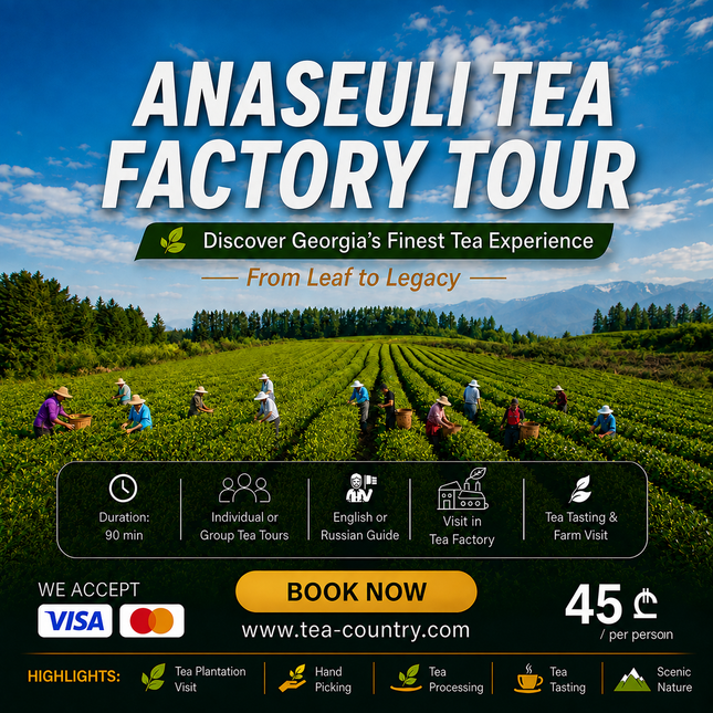 Anaseuli tea factory tour | Tea Tour in Anaseuli | Anaseuli tea factory tour | Tea tour in Georgia | Tea in Ozurgeti | Gurian tea | Tea Country | Tea Tour Online Booking | Vacation in Georgia | Georgian Insider | Green field Tea | Organic Tea | Anaseuli | Taba Tea Estate | Tours in Guria | What to Do in Georgia | Things to Do in Guria | Travel in Georgia | Places to Taste Tea | Tea Tasting in Ozurgeti | Gurian Tours | Ozurgeti tea | Where to Go for Tea | Tea Plantation | Tea Cultural Route in Georgia |