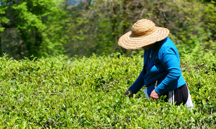 Anaseuli tea tour