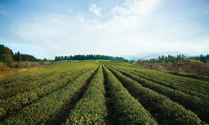 Anaseuli tea plantation, Tea from Anaseuli, Tea plantation of Guria 