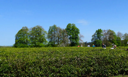 Anaseuli tea tour | Tea Tour in Guria | Tea Tour in Anaseuli | Anaseuli tea factory | Tea tour in Georgia | Tea tour in Ozurgeti | Gurian tea | Anaseuli | Tea Country | Tea Tour Online  | Vacation in Georgia | Georgian Insider |  What to Do in Georgia | Things to Do in Guria | Travel in Georgia | Places to Taste Tea | Tea Tasting in Ozurgeti | Gurian Tours | Ozurgeti tea | Where to Go for Tea | Tea Plantation in Georgia | ანასეულის ჩაის ტური | ჩაის ტური გურიაში | Чайный тур в Анасеули |