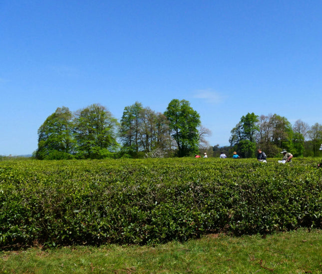 Anaseuli tea tour | Tea Tour in Guria | Tea Tour in Anaseuli | Anaseuli tea factory | Tea tour in Georgia | Tea tour in Ozurgeti | Gurian tea | Anaseuli | Tea Country | Tea Tour Online  | Vacation in Georgia | Georgian Insider |  What to Do in Georgia | Things to Do in Guria | Travel in Georgia | Places to Taste Tea | Tea Tasting in Ozurgeti | Gurian Tours | Ozurgeti tea | Where to Go for Tea | Tea Plantation in Georgia | ანასეულის ჩაის ტური | ჩაის ტური გურიაში | Чайный тур в Анасеули |