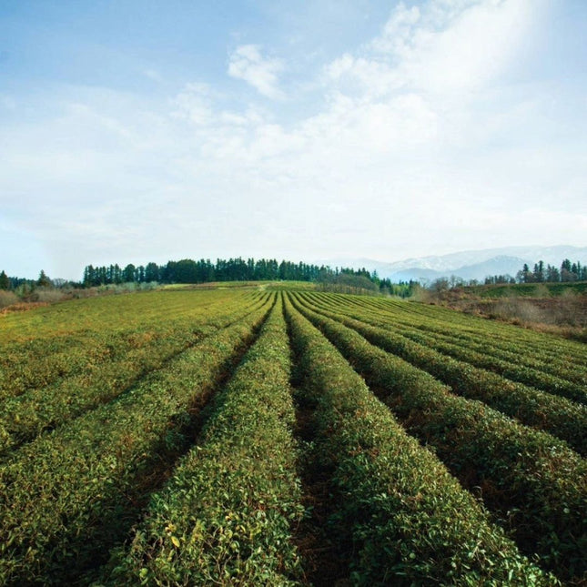 Anaseuli tea factory tour | Tea Tour in Anaseuli | Anaseuli tea factory tour | Tea tour in Georgia | Tea in Ozurgeti | Gurian tea | Tea Country | Tea Tour Online Booking | Vacation in Georgia | Georgian Insider | Green field Tea | Organic Tea | Anaseuli | Taba Tea Estate | Tours in Guria | What to Do in Georgia | Things to Do in Guria | Travel in Georgia | Places to Taste Tea | Tea Tasting in Ozurgeti | Gurian Tours | Ozurgeti tea | Where to Go for Tea | Tea Plantation | Tea Cultural Route in Georgia |