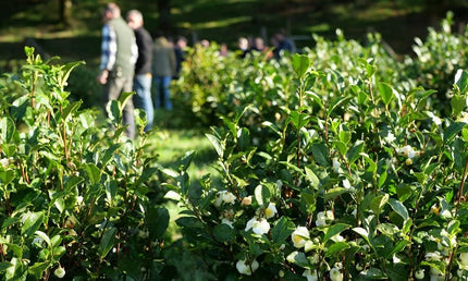 Filleule des Fées tea garden
