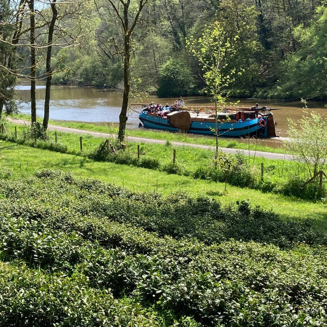 Filleule des Fées tea garden