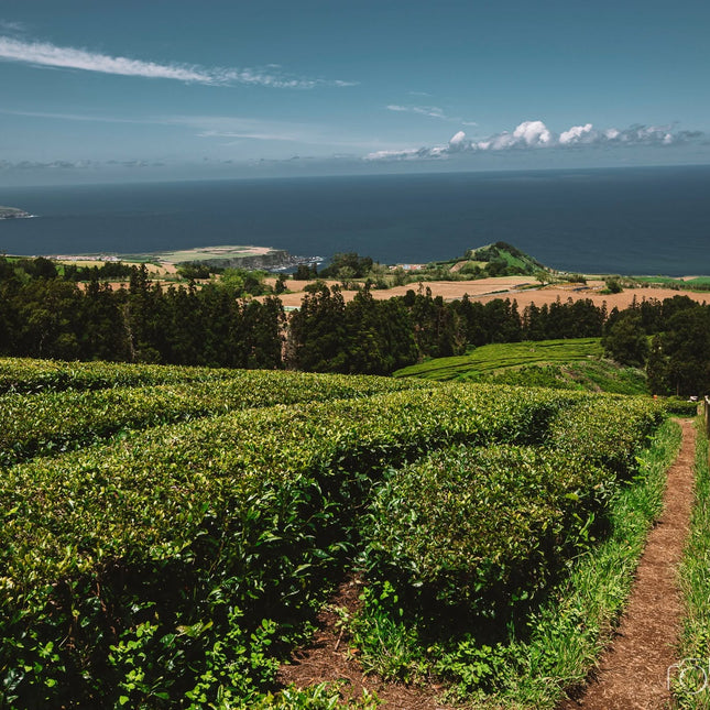 Gorreana tea factory tour