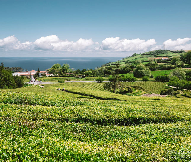 Gorreana tea factory tour