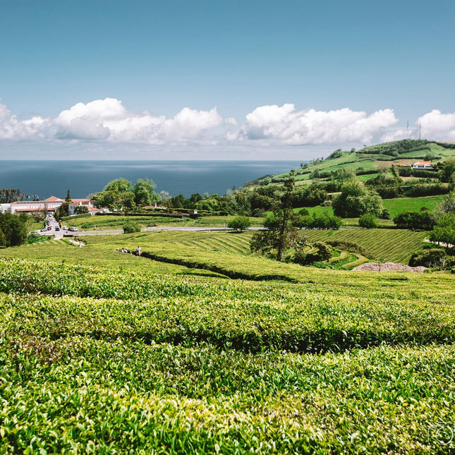 Gorreana tea factory tour