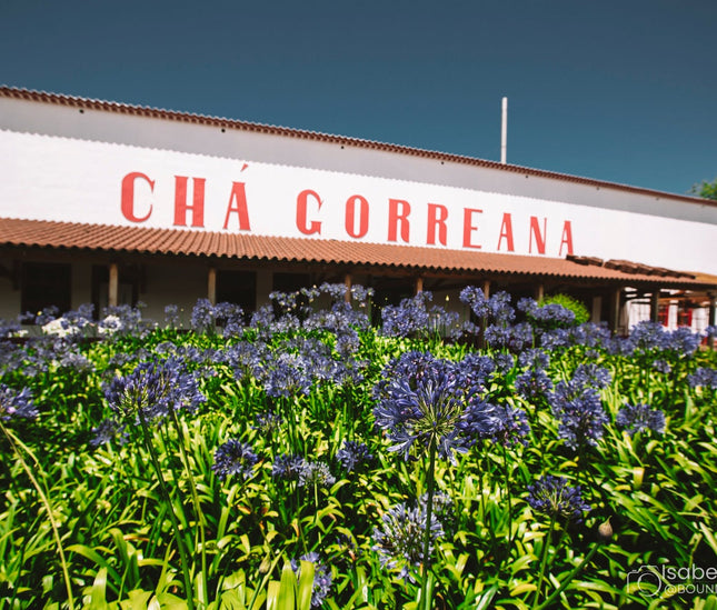 Gorreana tea factory tour