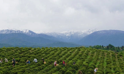 Green gold tea tour | Tea tour in Ozurgeti | Georgian tea | Gurian tea | Tea tour in Guria | Tea Country | Book tea tour online | Georgian holiday | Green field tea | organic tea | Green gold | Taba tea estate | Tours in Georgia | what to do in Georgia | Things to do in Ozurgeti | Travel Georgia | 