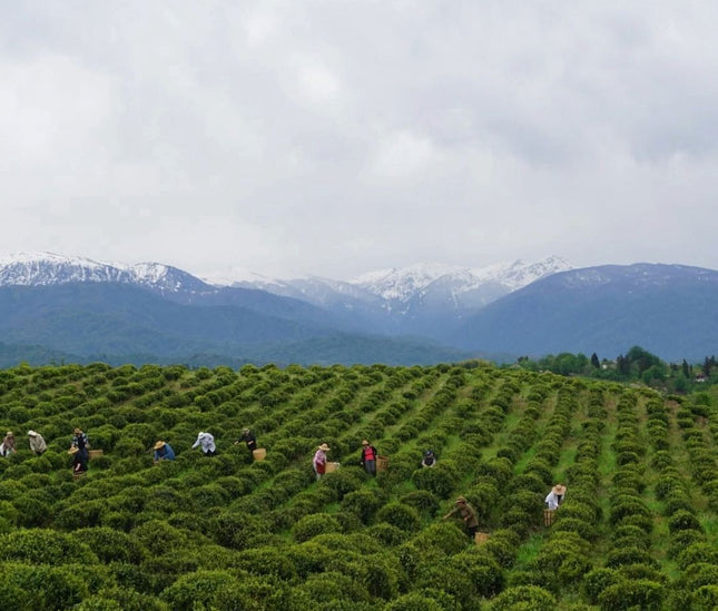 Green gold tea tour | Tea tour in Ozurgeti | Georgian tea | Gurian tea | Tea tour in Guria | Tea Country | Book tea tour online | Georgian holiday | Green field tea | organic tea | Green gold | Taba tea estate | Tours in Georgia | what to do in Georgia | Things to do in Ozurgeti | Travel Georgia | 