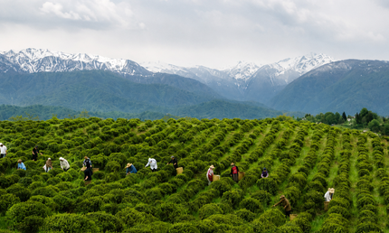 Tea place to visit | Green Gold tea plantation | Tea tasting in Guria |Ozurgeti tea tour | Where to go for tea | Tea plantations | Tea cultural route in Georgia | European tea company | Travel in nature | Tea field | Georgian tea factory