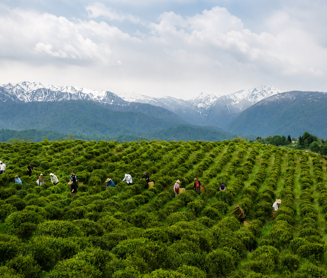 Green gold tea tour | Tea tour in Ozurgeti | Georgian tea | Gurian tea | Tea in Guria | Tea Country | Book tea tour online | Georgian holiday | Green field tea | organic tea | Green gold | Taba tea estate | Tours in Georgia | what to do in Georgia | Things to do in Ozurgeti | Travel Georgia | Tea place to visit | Tea tasting in Guria |Ozurgeti tour | Where to go for tea | Tea plantations | Tea cultural route in Georgia | European tea company | Travel in nature | Tea field | Georgian tea factory