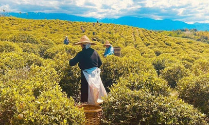 Green Gold tea tour