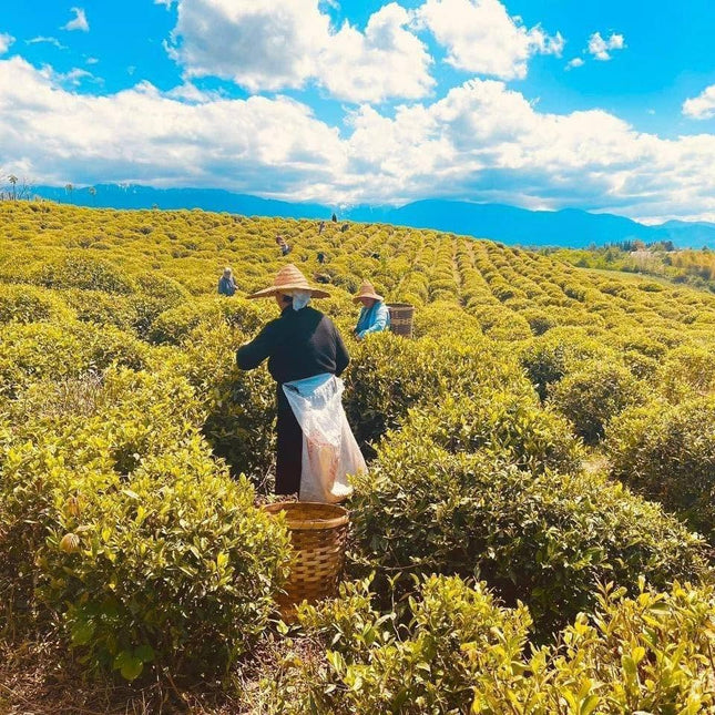 Green Gold tea tour