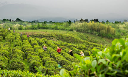 Green Gold tea tour