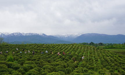 Green Gold tea tour