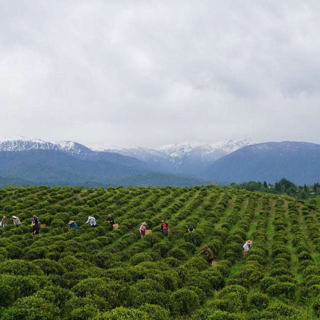 Green Gold tea tour