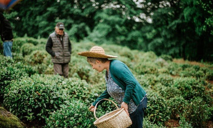 Komli tea cultural tour - Tea Country