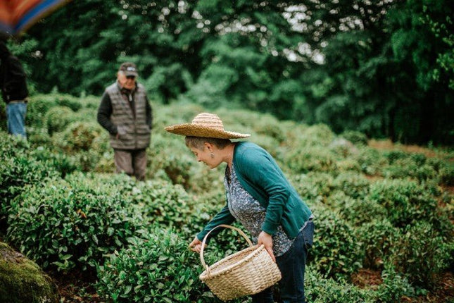 Komli tea cultural tour - Tea Country