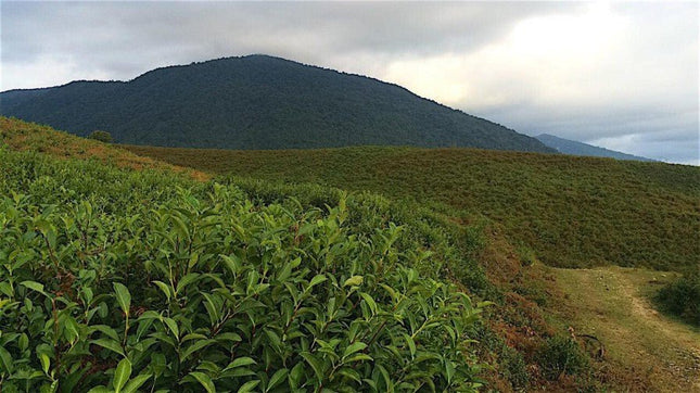 Megrelian tea tour