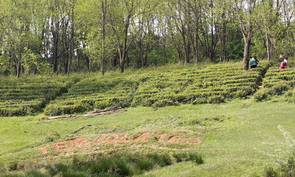 Anditri Tea Cultural Tour