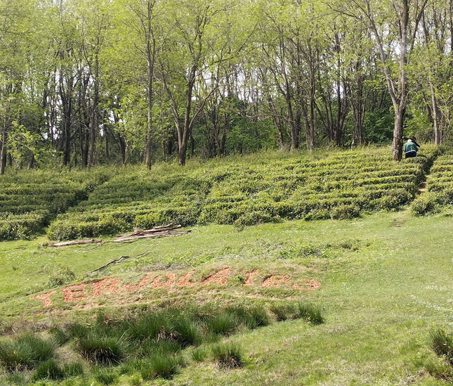 Anditri Tea Cultural Tour