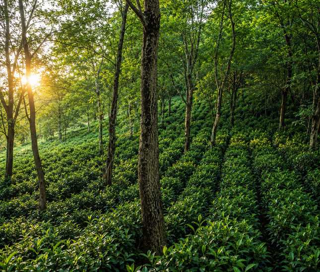 Terjola tea cultural tour