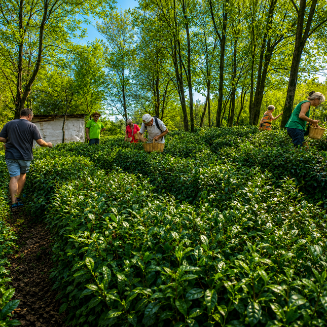 Terjola tea cultural tour