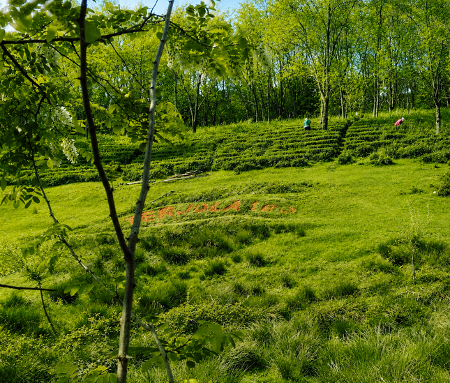 Terjola tea cultural tour