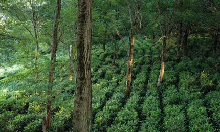 Terjola tea tour |  Tea Country | Tea tour in Terjola | Agro tour in Imereti | Georgian tea culture | Tea plantation in Georgia | Georgian tea | Tea company from Terjola | Imereti tea | თერჯოლის ჩაის ტური | ჩაის ტური თერჯოლაში | იმერული ჩაი | ჩაის ტური იმერეთში | ქართული ჩაის ტურიზმი | ჩაის ქვეყანა | ჩაის ტყე |  ჩაის პლანტაცია თერჯოლაში | იმერული ჩაის პლანტაცია | Cais qveyana | qarTuli Cais turi | Cai