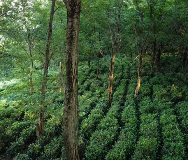 Terjola tea tour |  Tea Country | Tea tour in Terjola | Agro tour in Imereti | Georgian tea culture | Tea plantation in Georgia | Georgian tea | Tea company from Terjola | Imereti tea | თერჯოლის ჩაის ტური | ჩაის ტური თერჯოლაში | იმერული ჩაი | ჩაის ტური იმერეთში | ქართული ჩაის ტურიზმი | ჩაის ქვეყანა | ჩაის ტყე |  ჩაის პლანტაცია თერჯოლაში | იმერული ჩაის პლანტაცია | Cais qveyana | qarTuli Cais turi | Cai