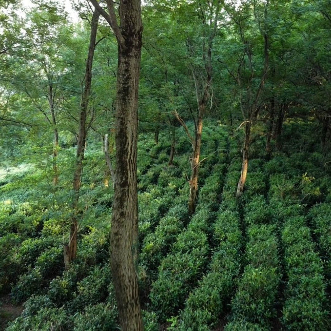 Terjola tea cultural tour |  Tea Country | Tea tour in Terjola | Agro tour in Imereti | Georgian tea culture | Tea plantation in Georgia | Georgian tea | Tea company from Terjola | Imereti tea | თერჯოლის ჩაის ტური | ჩაის ტური თერჯოლაში | იმერული ჩაი | ჩაის ტური იმერეთში | ქართული ჩაის ტურიზმი | ჩაის ქვეყანა | ჩაის ტყე |  ჩაის პლანტაცია თერჯოლაში | იმერული ჩაის პლანტაცია | Cais qveyana | qarTuli Cais turi | Cai