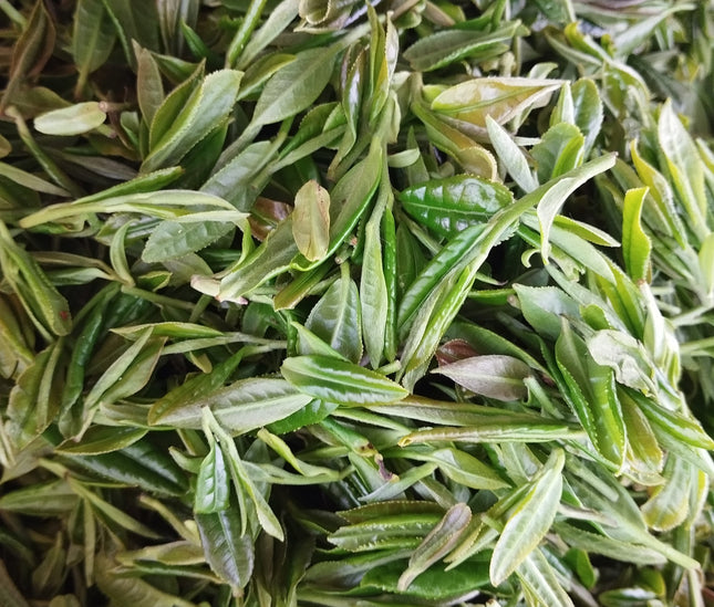 Georgian white tea Anditri