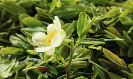 Georgian white tea Anditri