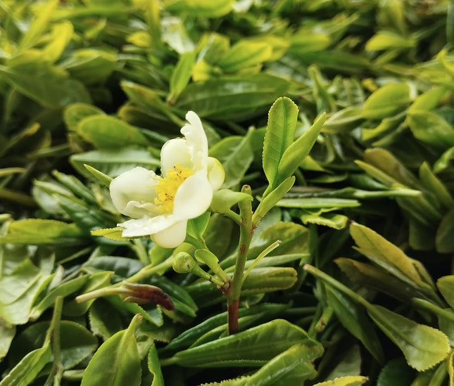 Georgian white tea Anditri